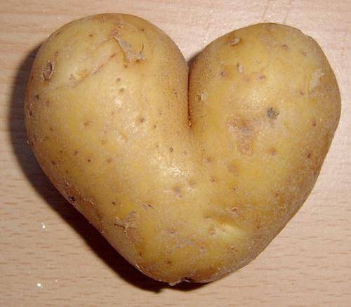 Лучшие предшественники картофеля для получения богатых урожаев с фото