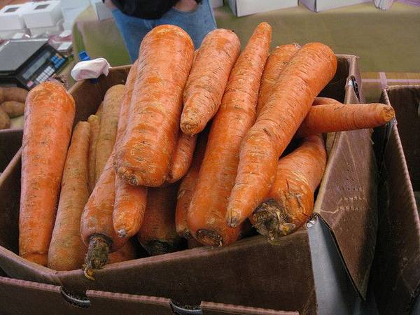 Какие сорта моркови подходят для зимнего хранения? - фото