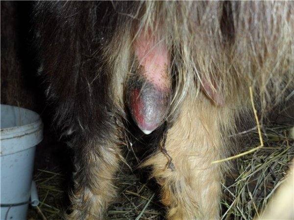 Мастит у козы: симптомы, причины и лечение - фото