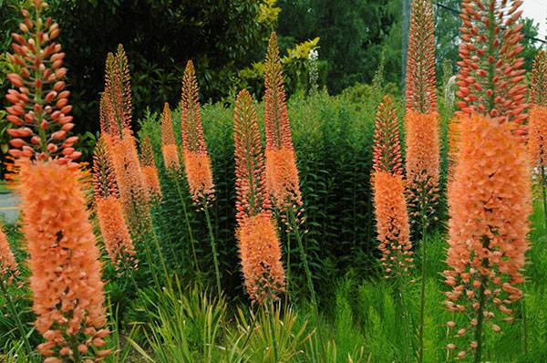 Эремурус - многолетний цветок для выращивания на даче - фото