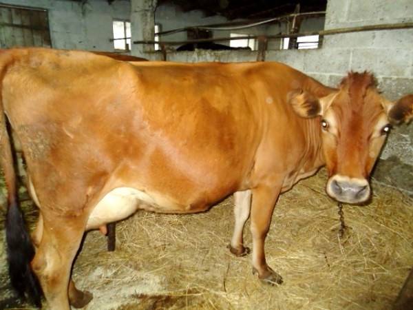 Породы коров для молочного животноводства и их содержание - фото