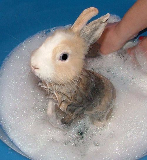 Можно ли купать декоративного кролика - фото