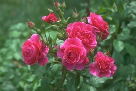 Мучнистая роса на розах: профилактика и лечение заболевания : фото - фото