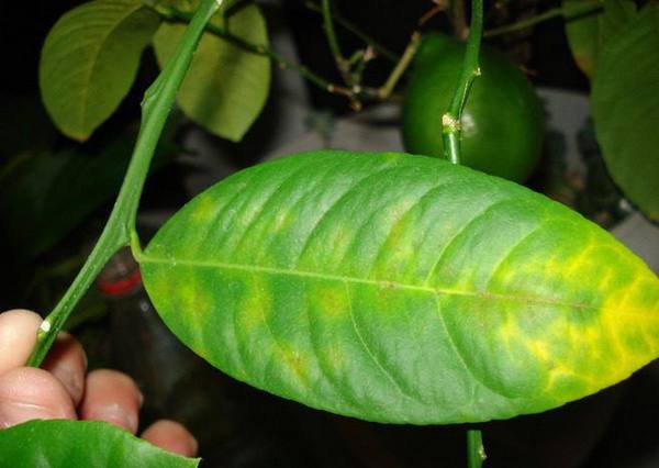 Причины появления желтых пятен на листьях лимона - фото