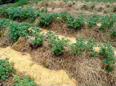 Необычная технология выращивания картофеля с фото