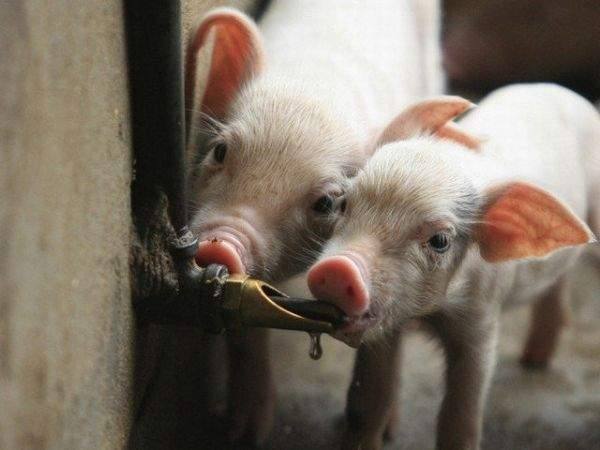 Разведение свиней Правило второе - водопоение Ниппельные поилки - фото
