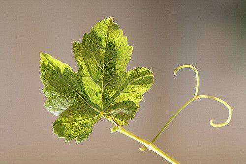 Правильно обрабатываем виноградный лист с фото