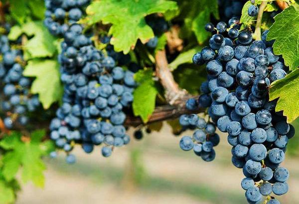 Виды одесских сортов винограда с фото