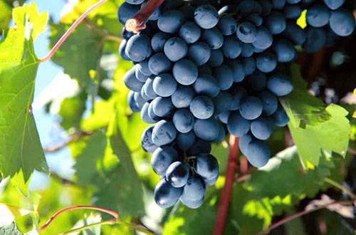 Чем лечить болезнь листа винограда милдью? с фото