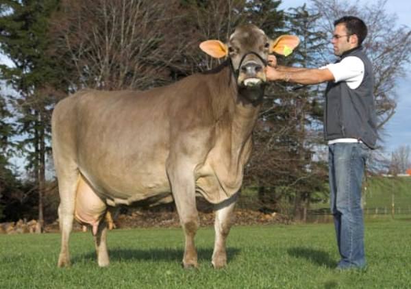Комбинированные Швицкие коровки и их достоинства с фото
