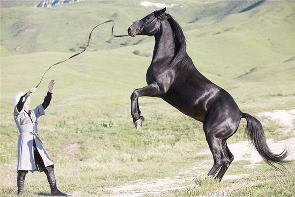 Универсальная порода лошадей Карачаевская - настоящий горец - фото