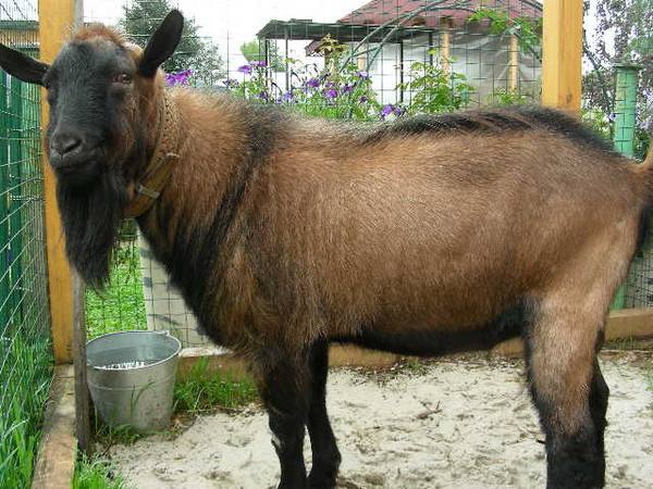 Описание и характеристики козы чешской породы - фото