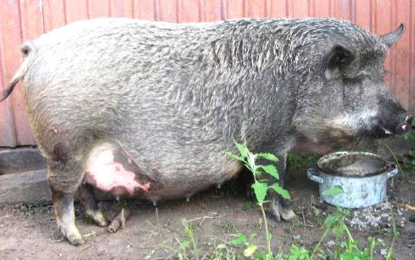 Особенности содержания свиней и поросят породы Мангал с фото