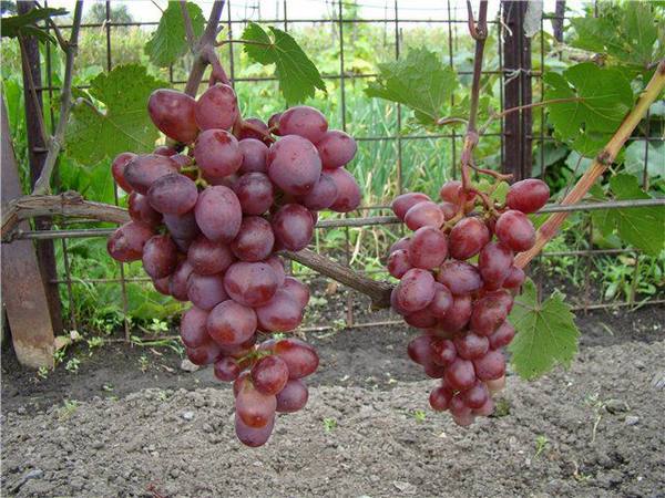 Характеристика винограда Мускат Розовый с фото