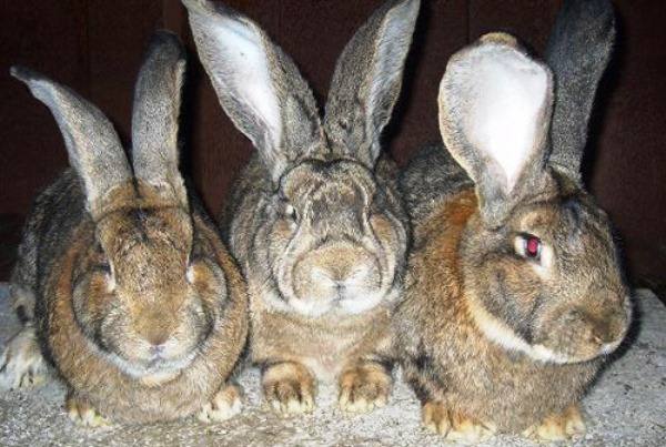 Самые крупные и массивные кролики Фландр и их описание - фото