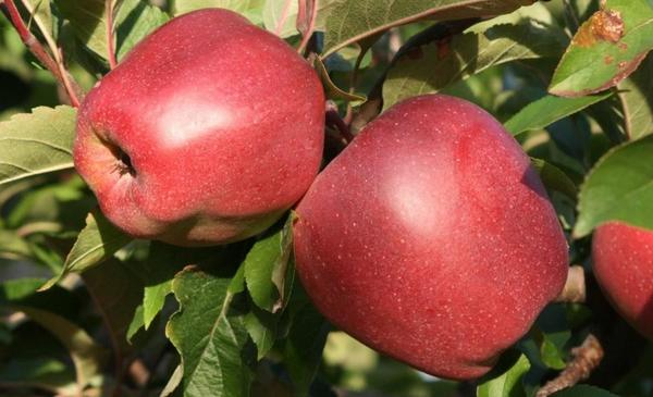 Чем опрыскивать яблоню от вредителей, меры по спасению сада - фото