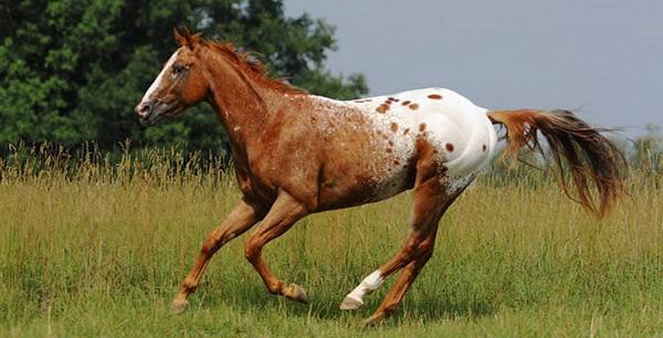 Резвые чубарые лошадки породы Аппалуза с фото
