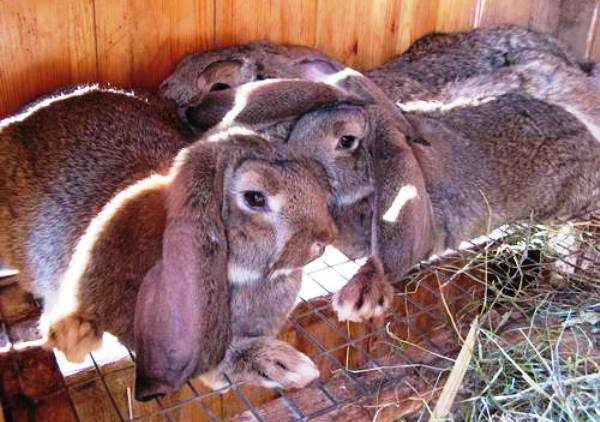 Особенности крупных и карликовых декоративных кроликов Баран - фото