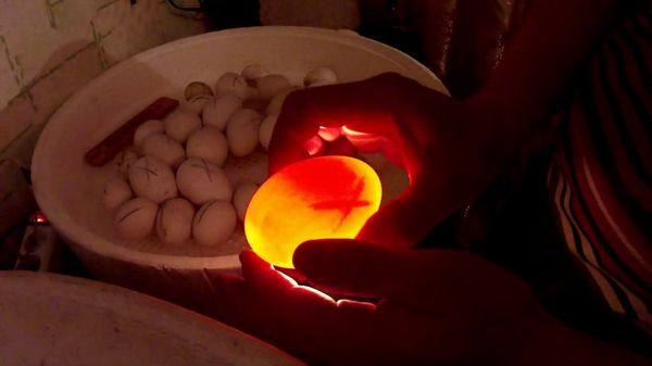 Особенности овоскопирования гусиных яиц по дням с фото