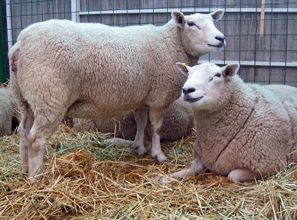 Разновидность овцы обычной - фото
