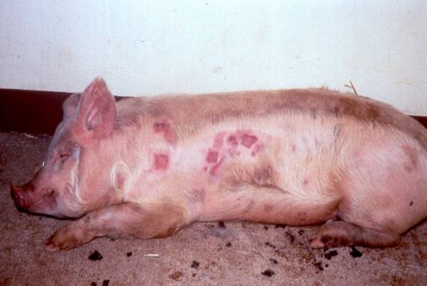 Пастереллез свиней: симптомы и эффективное лечение с фото