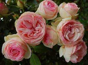 Пионовидные розы - ароматное удовольствие - фото
