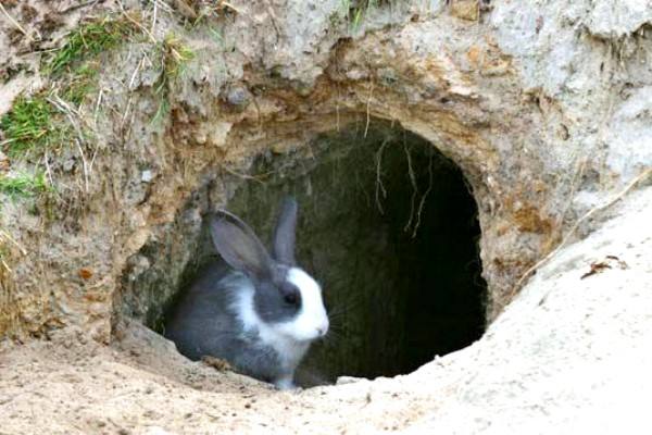 Преимущества и недостатки содержания кроликов в ямах - фото