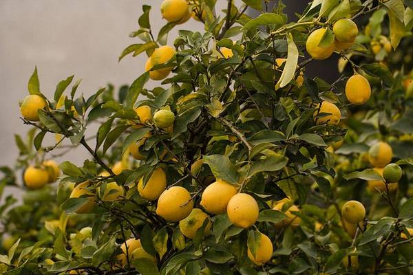 Почему лимон сбрасывает плоды - фото
