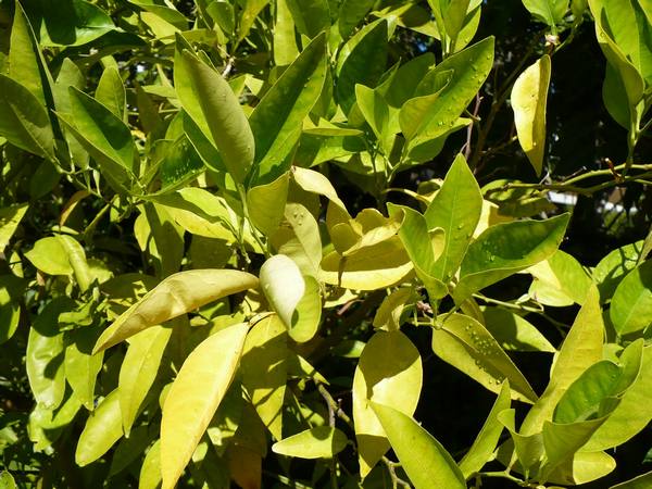 Лимонные листья скрутились и пожелтели: причины недуга с фото