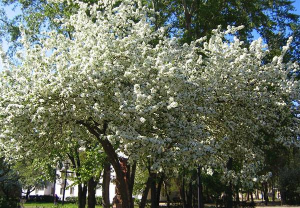 Почему сохнет вишня после цветения и как сберечь дерево - фото