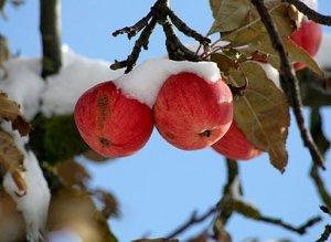Лучшие сорта яблонь для Сибири - фото