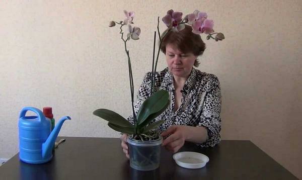 Подкормка орхидей  когда и чем кормить экзотические цветы? - фото