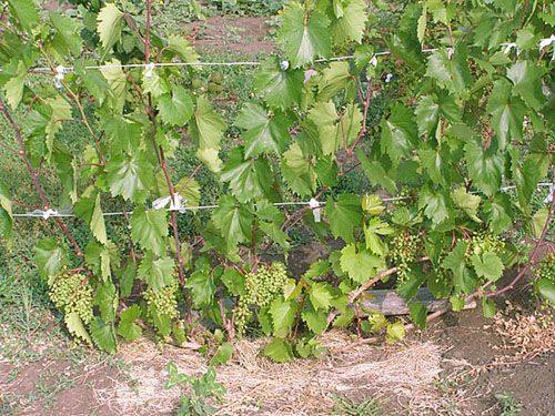 Как осуществлять подкормку винограда летом - фото