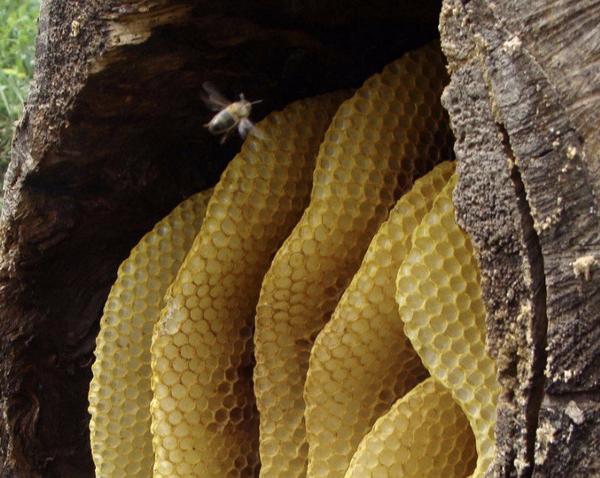 Как отличить мед диких пчел от пасечного с фото