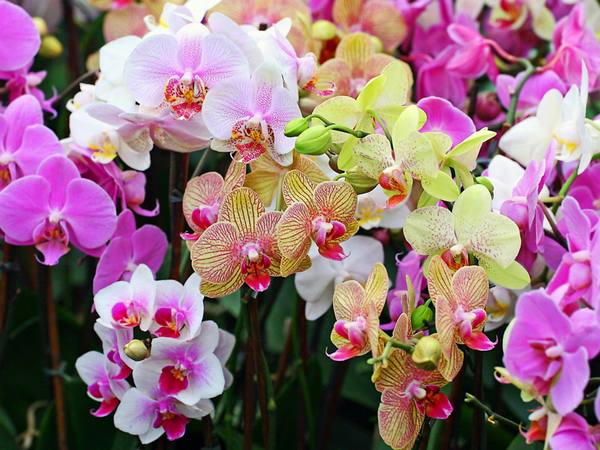 Полив орхидеи после пересадки  приводим цветок в чувства - фото