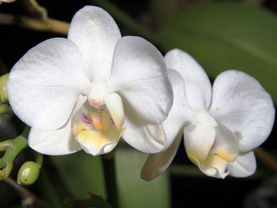 Полив орхидеи во время цветения: характеристика и виды растения с фото
