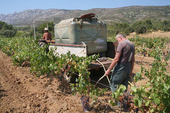 Правила полива винограда для активного роста и обильного урожая - фото