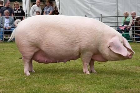 Полтавская порода свиней: фото и описание - фото