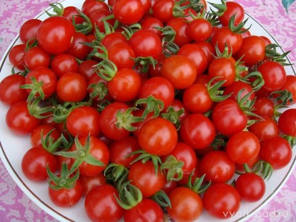 Сорта помидоров Черри с фото