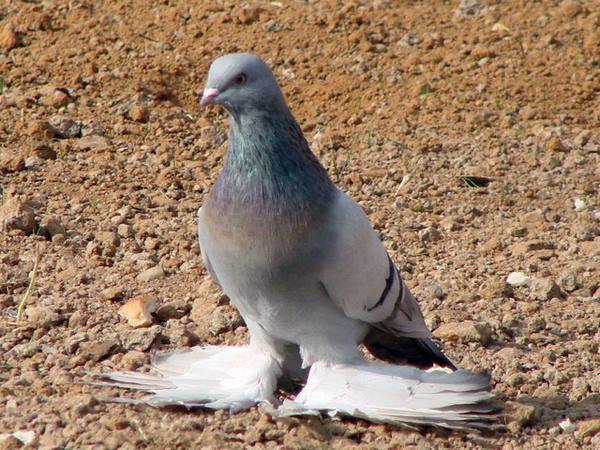 Порода голубей Агараны: фото, описание, содержание - фото