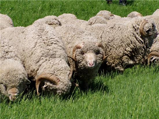 Порода овец меринос: описание, фото, видео - фото