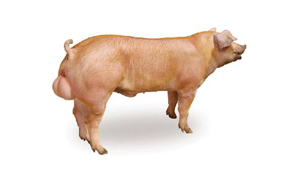 Порода свиней Кантор: фото и описание - фото