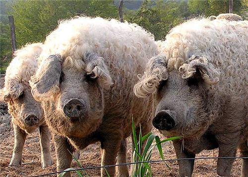 Порода свиней Мангалица: видео, фото и отзывы о содержании с фото