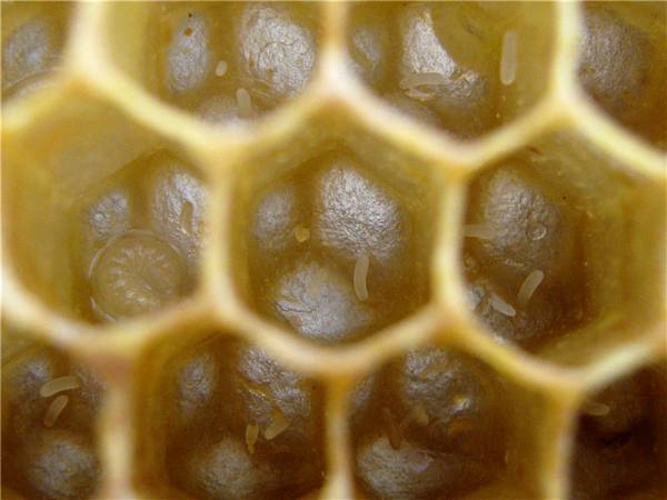 Породы и ранний вывод пчелиных маток: фото и видео - фото