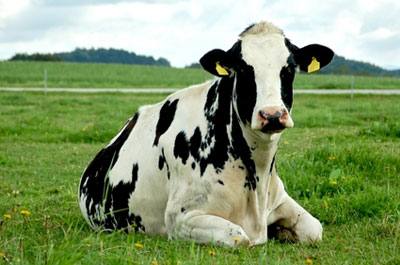 Породы коров молочного направления в России: фото - фото