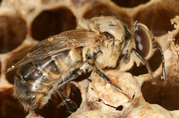 Описание пород пчел и отличия между ними с фото