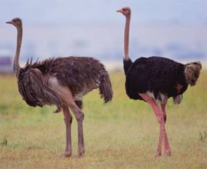 Породы страусов с описанием, фото и видео с фото