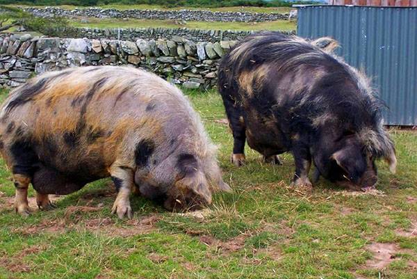 Породы свиней с описаниями и фото для разведения на подворье - фото