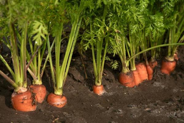 Посадка моркови в открытый грунт весной (видео) с фото