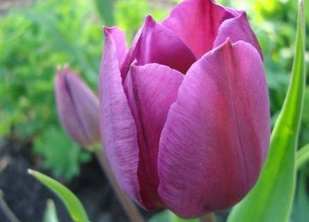 Поздноцветущие сорта тюльпанов в картинках с фото